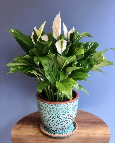 Spatifilyum Saksı Çiçeği
