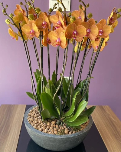 Portakal Turuncusu Özel Orkide