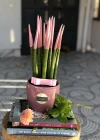 Pembe Sansevieria Bitkisi