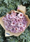 Pembe Krizantem Buketi