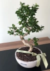 Bonsai