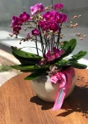 Fuşya Midi Orkide