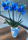 Mavi Orkide