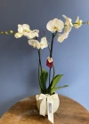 White Orchid in a White Bowl