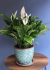 Spatifilyum Saksı Çiçeği