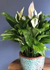 Spatifilyum Saksı Çiçeği