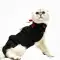 PetSuit Kedi Köpekler için Yara Koruyucu Korse (XXS) XX Small