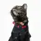PetSuit Kedi Köpekler için Yara Koruyucu Korse (XS) X Small
