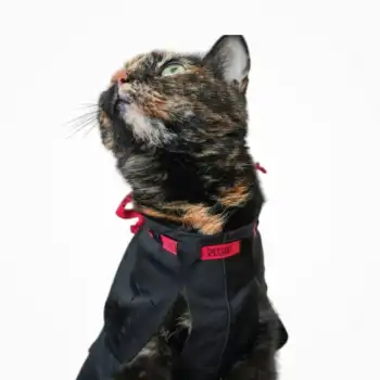 PetSuit Kedi Köpekler için Yara Koruyucu Korse (S) Small