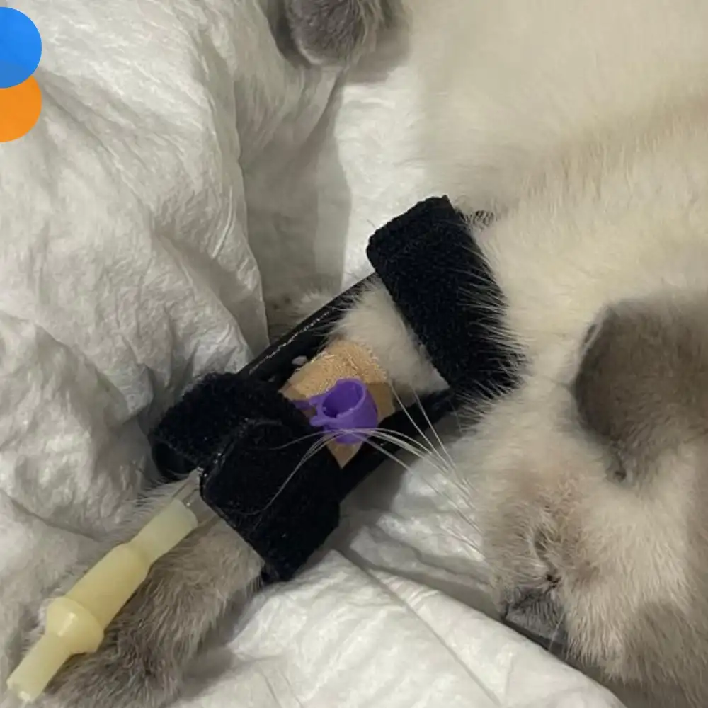 Kedi Köpek Serum Sabitleme Aparatı