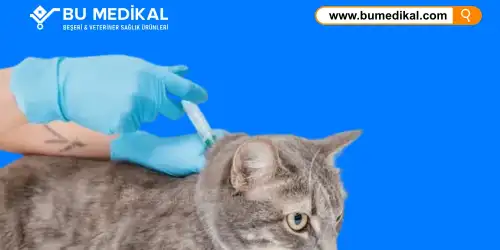 Kedi Enjeksiyonu Nedir, Ne İşe Yarar? Kedi Enjeksiyonu Nasıl Yapılır?