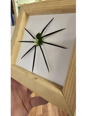 Benim Cam Atölyem Murano Örümcek Tablo