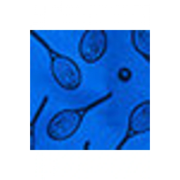 Beli Lastikli Baskılı Gabardin Erkek Çocuk Roller