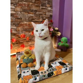 Evcil Hayvan Kedi Köpek Isıtıcı Yatak 45x50cm