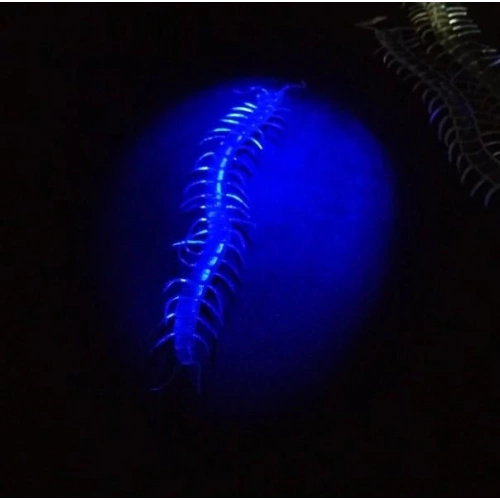 Karanlıkta Parlayan Fosforlu Kırkayak