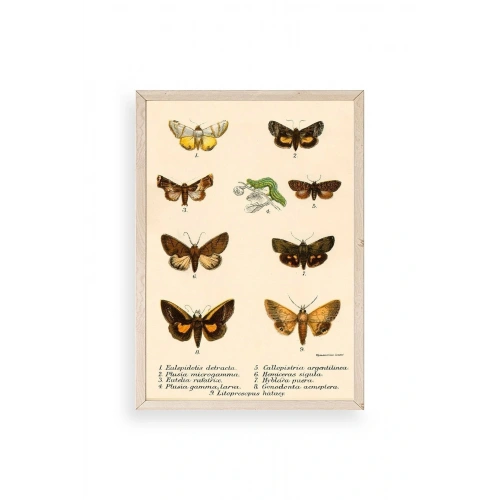 Kelebekler Ahşap Çerçeveli Tablo 23 x 30