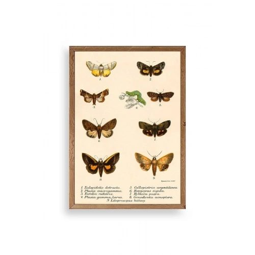 Kelebekler Ahşap Çerçeveli Tablo 30 x 42