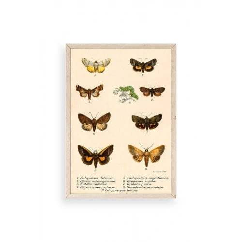 Kelebekler Ahşap Çerçeveli Tablo 30 x 42