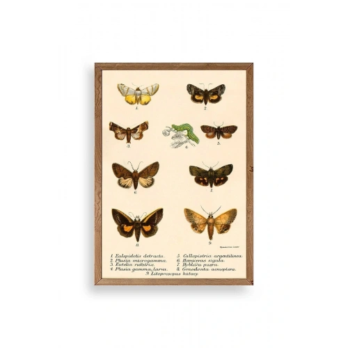 Kelebekler Ahşap Çerçeveli Tablo 30 x 42