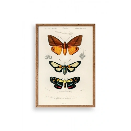 Kelebekler Ahşap Çerçeveli Tablo 50 x 70