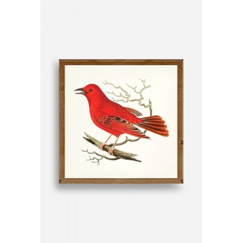 Kuş Ahşap Çerçeveli Tablo 50 x 50