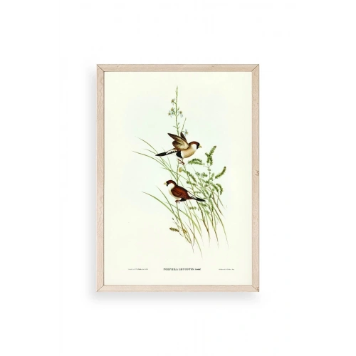 Kuşlar Ahşap Çerçeveli Tablo 17 x 23