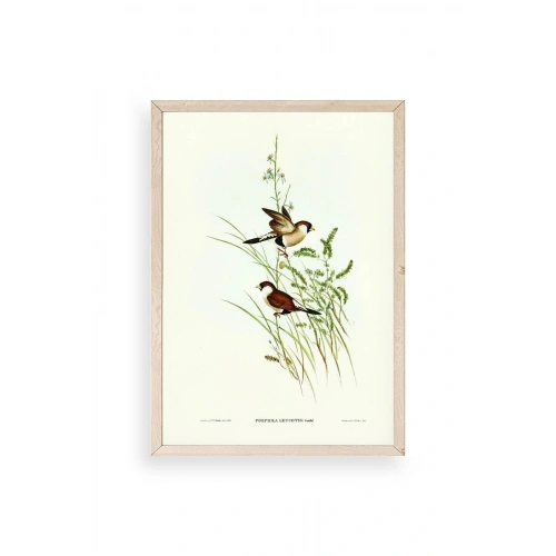 Kuşlar Ahşap Çerçeveli Tablo 23 x 30