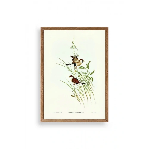 Kuşlar Ahşap Çerçeveli Tablo 50 x 70