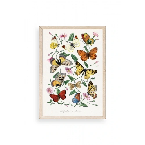Lepidopteres Diurnes Ahşap Çerçeveli Tablo 50 x 70