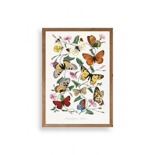 Lepidopteres Diurnes Ahşap Çerçeveli Tablo 50 x 70