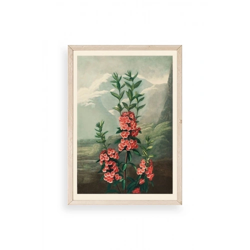 Narrow-Leaved Kalmia Ahşap Çerçeveli Tablo 23 x 30