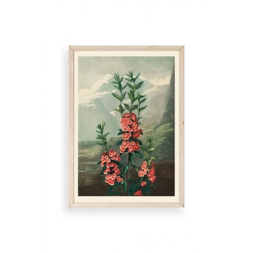 Narrow-Leaved Kalmia Ahşap Çerçeveli Tablo 30 x 42