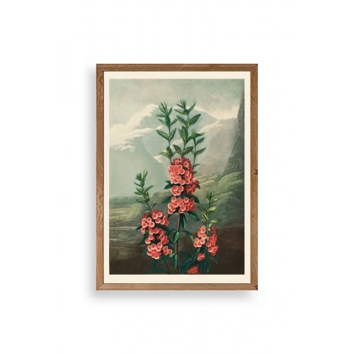 Narrow-Leaved Kalmia Ahşap Çerçeveli Tablo 30 x 42
