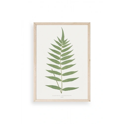 Polypodium Franxinifolium Ahşap Çerçeveli Tablo 50 x 70