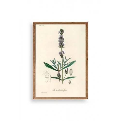 Yaprak Ahşap Çerçeveli Tablo 17 x 23