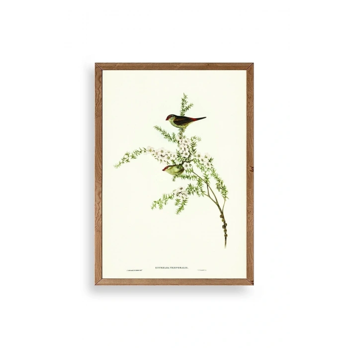 Daldaki Kuş Ahşap Çerçeveli Tablo 17 x 23