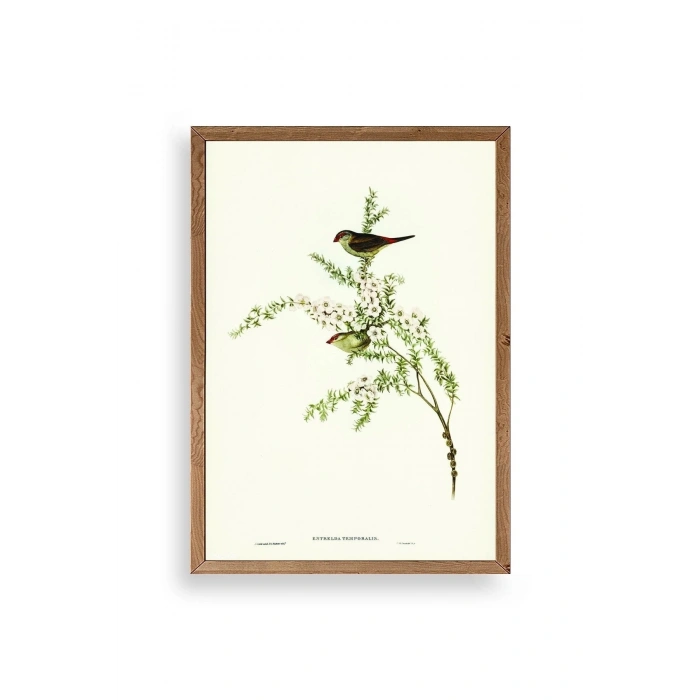 Daldaki Kuş Ahşap Çerçeveli Tablo 23 x 30