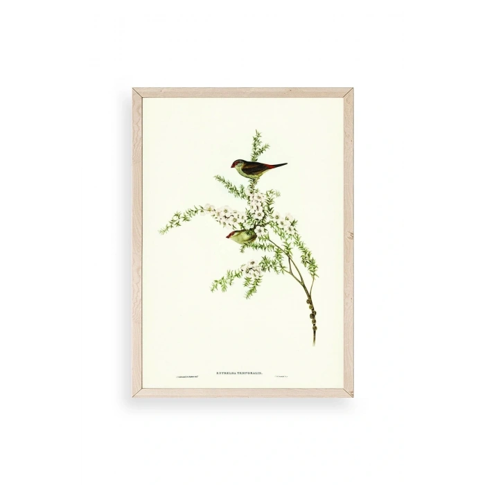 Daldaki Kuş Ahşap Çerçeveli Tablo 23 x 30