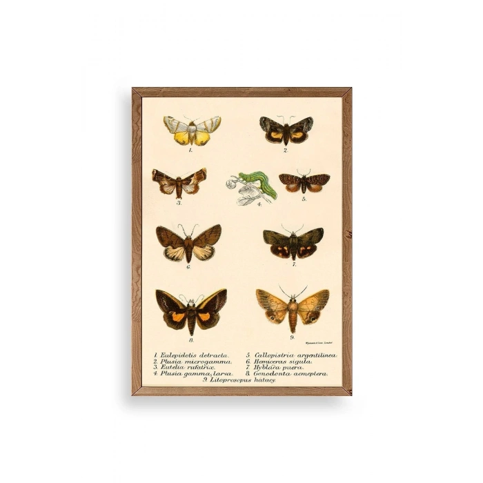 Kelebekler Ahşap Çerçeveli Tablo 17 x 23