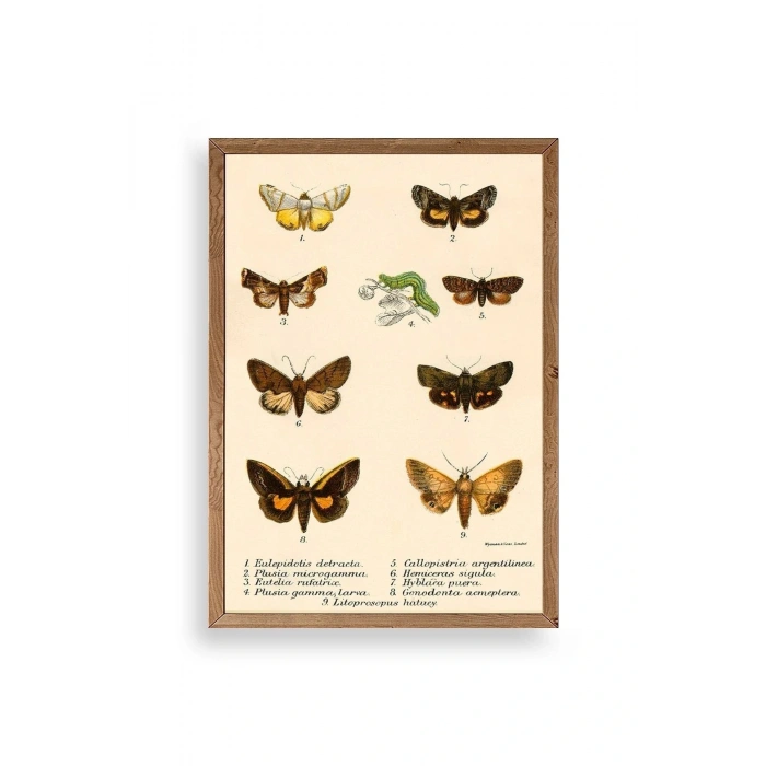 Kelebekler Ahşap Çerçeveli Tablo 17 x 23