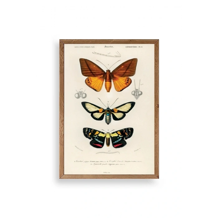 Kelebekler Ahşap Çerçeveli Tablo 50 x 70