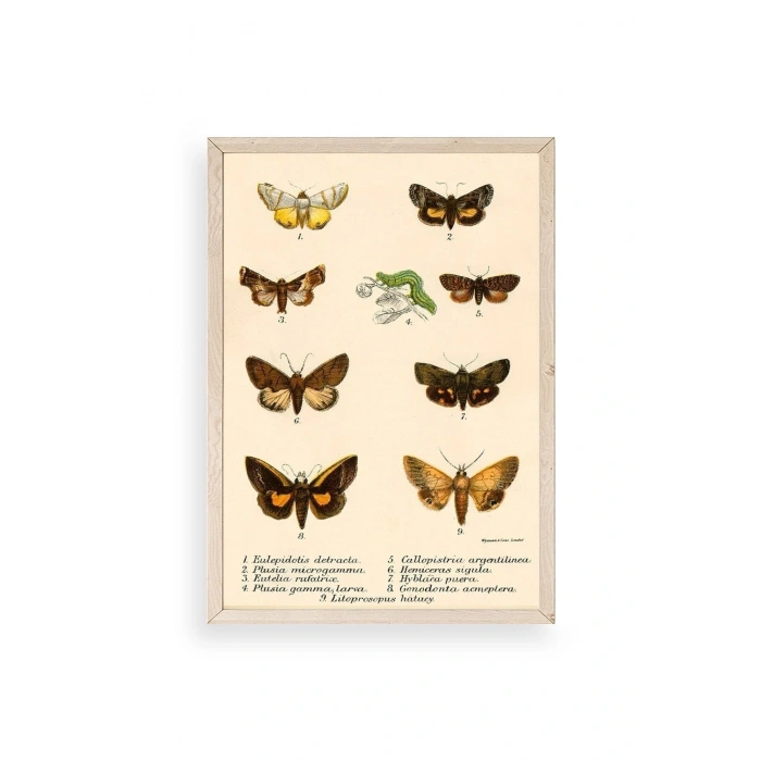 Kelebekler Ahşap Çerçeveli Tablo 50 x 70