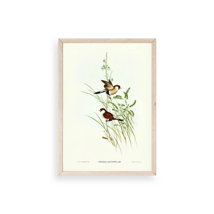 Kuşlar Ahşap Çerçeveli Tablo 17 x 23