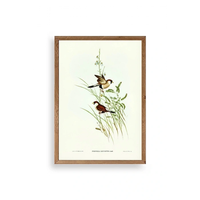 Kuşlar Ahşap Çerçeveli Tablo 50 x 70