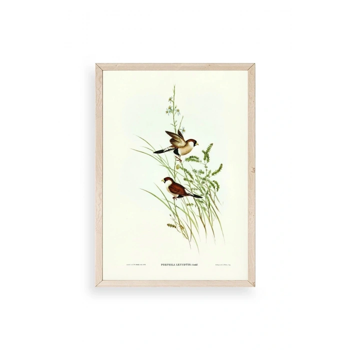 Kuşlar Ahşap Çerçeveli Tablo 50 x 70
