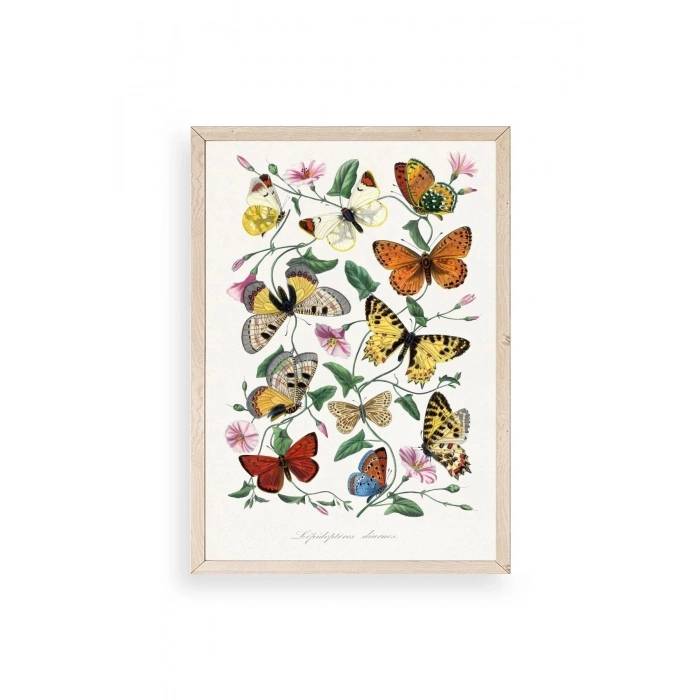 Lepidopteres Diurnes Ahşap Çerçeveli Tablo 23 x 30
