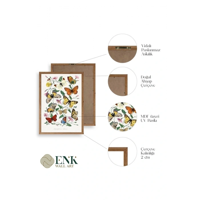 Lepidopteres Diurnes Ahşap Çerçeveli Tablo 23 x 30