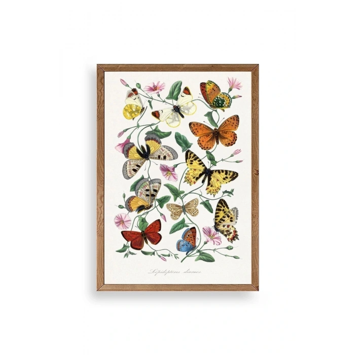Lepidopteres Diurnes Ahşap Çerçeveli Tablo 50 x 70