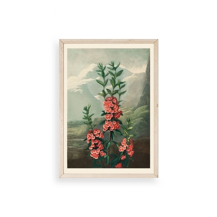 Narrow-Leaved Kalmia Ahşap Çerçeveli Tablo 17 x 23