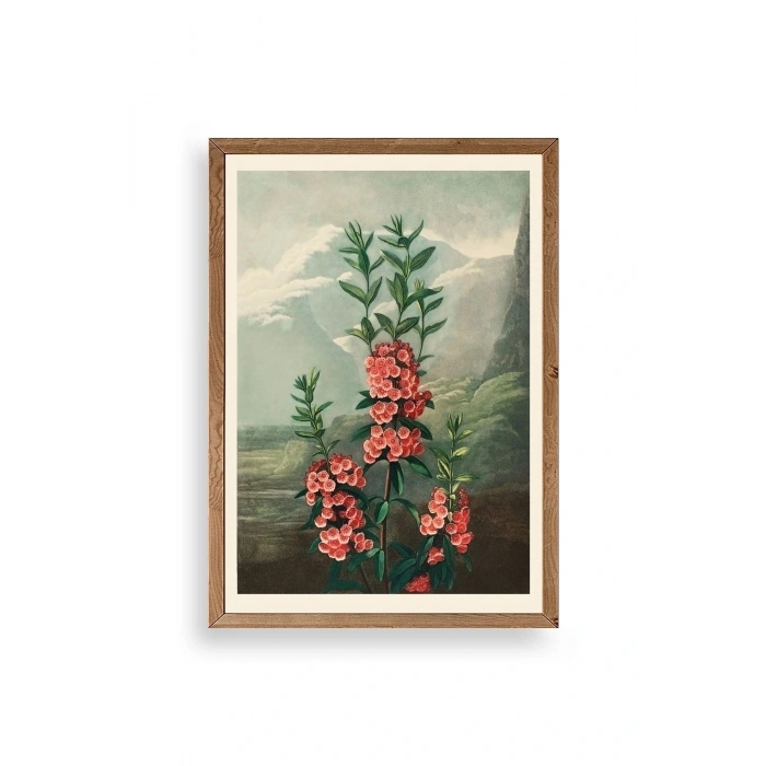 Narrow-Leaved Kalmia Ahşap Çerçeveli Tablo 23 x 30